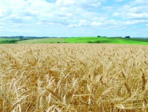 Outono com El Niño fraco não deve provocar impacto nas culturas de inverno