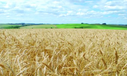 Outono com El Niño fraco não deve provocar impacto nas culturas de inverno