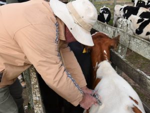 Vacinação contra aftosa será de 1º a 31 de maio, com dosagem reduzida