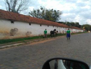 Meio Ambiente contabiliza 30 animais apreendidos em um mês