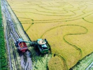 Cachoeira do Sul registra 78,3% da área de arroz colhida