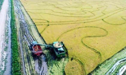 Cachoeira do Sul registra 78,3% da área de arroz colhida