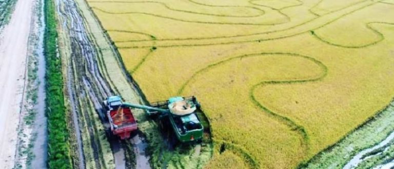 Cachoeira do Sul registra 78,3% da área de arroz colhida