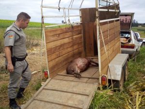 2º BABM recolhe capivara, carro e munições no Capané