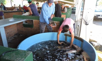 Feira do Peixe Vivo começa nesta terça