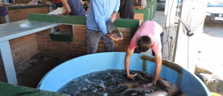 Feira do Peixe Vivo começa nesta terça