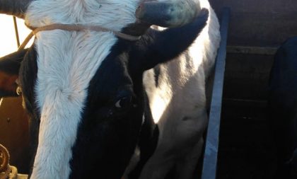 Meio Ambiente recolhe animal solto na Volta da Charqueada