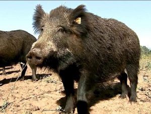 Cães e armas podem ser utilizados na caça aos javalis