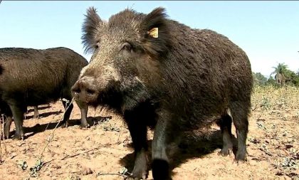 Cães e armas podem ser utilizados na caça aos javalis