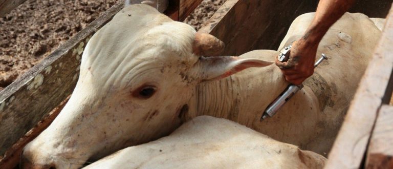 Vacinação contra febre aftosa se encerra nesta sexta-feira, dia 31