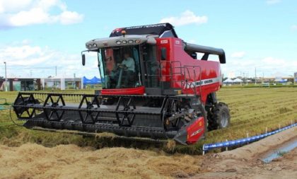 Arroz: Cachoeira do Sul chega a 96,9% de área colhida