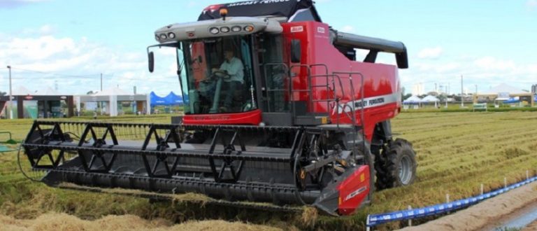 Arroz: Cachoeira do Sul chega a 96,9% de área colhida