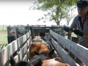 Secretaria da Agricultura divulga vídeo com orientações sobre a imunização da febre aftosa