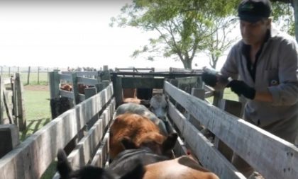 Secretaria da Agricultura divulga vídeo com orientações sobre a imunização da febre aftosa