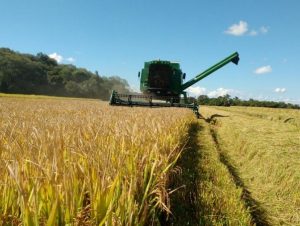 Produtores gaúchos concluem colheita do arroz da safra 2018/2019