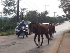 Animais soltos interrompem trânsito no Marina