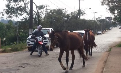 Animais soltos interrompem trânsito no Marina