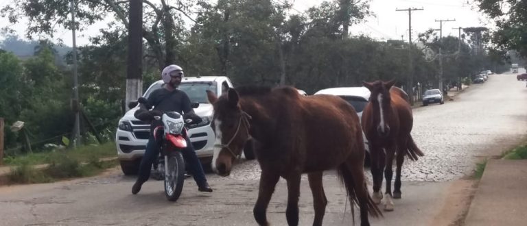 Animais soltos interrompem trânsito no Marina