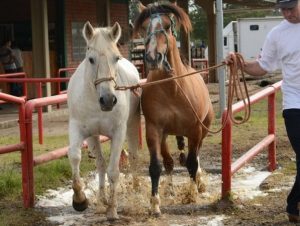 Expointer 2019 contará com 3.975 animais inscritos para julgamentos