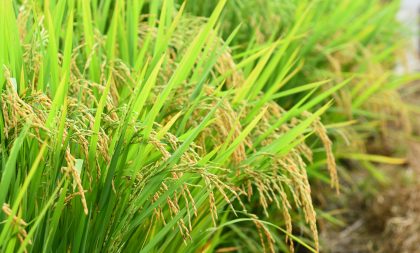 Governo confirma prorrogação de vencimento de custeios do arroz