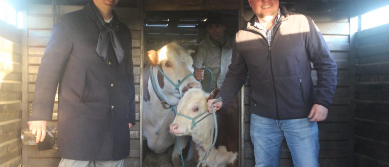 Primeiros animais chegam à Expointer, em Esteio