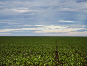 Presidente de Frente Parlamentar defende agricultores sobre uso de defensivos