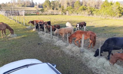 Prefeitura doará animais apreendidos a ONGs de proteção