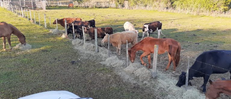 Prefeitura doará animais apreendidos a ONGs de proteção