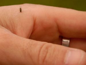 Paraíso do Sul segue cronograma de combate ao mosquito borrachudo