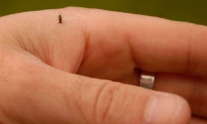 Paraíso do Sul segue cronograma de combate ao mosquito borrachudo