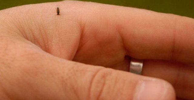 Paraíso do Sul segue cronograma de combate ao mosquito borrachudo