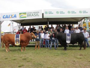 Cacaio Lima leva os grandes campeonatos Limousin na Expointer