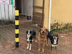 Rede Tischler promove iniciativa em defesa de cães perdidos