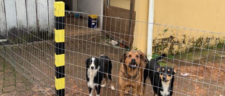 Rede Tischler promove iniciativa em defesa de cães perdidos