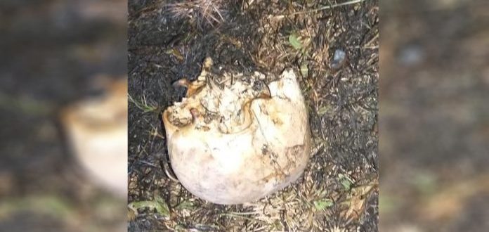 Polícia investiga identidade de crânio encontrado em Candelária