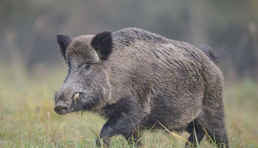 Assembleia e Governo do RS travam batalha contra o javali