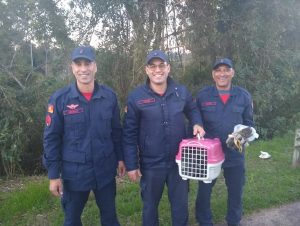 Cena de filme! Bombeiros salvam gato preso embaixo da passarela da Ponte do Fandango