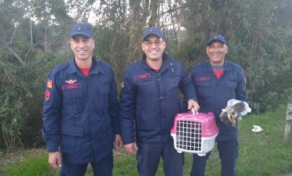 Cena de filme! Bombeiros salvam gato preso embaixo da passarela da Ponte do Fandango