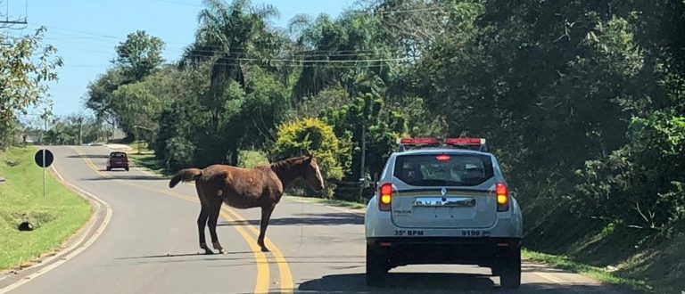 Animais soltos. De novo na Volta da Charqueada