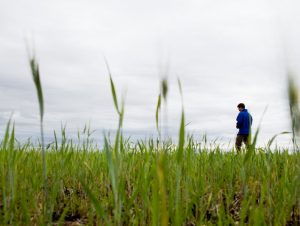 Produção agrícola: Cachoeira do Sul é destaque em publicação do IBGE