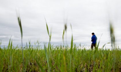 Produção agrícola: Cachoeira do Sul é destaque em publicação do IBGE