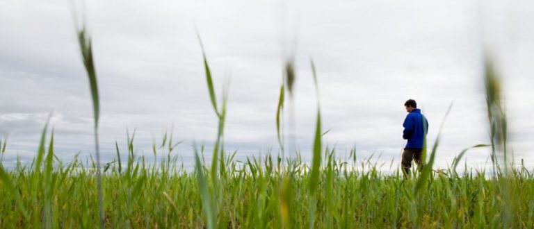 Produção agrícola: Cachoeira do Sul é destaque em publicação do IBGE