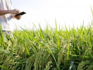 Novas tecnologias digitais auxiliam produção no campo