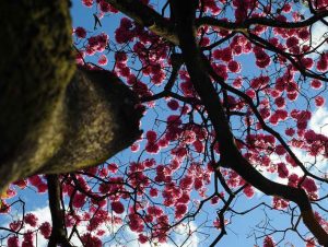 Primavera começa com previsão de calor e sem chuva em Cachoeira do Sul