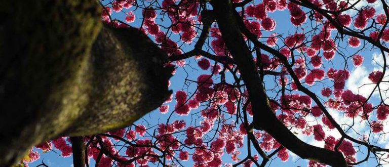 Primavera começa com previsão de calor e sem chuva em Cachoeira do Sul