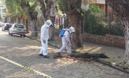 Enxame de abelhas próximo de escola mobiliza bombeiros