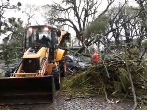 Vento e chuva derrubam árvores na frente da Prefeitura