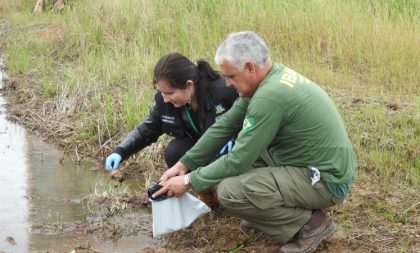 Fiscalização encontra agrotóxicos proibidos em lavouras de arroz