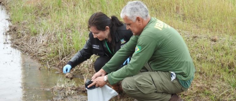 Fiscalização encontra agrotóxicos proibidos em lavouras de arroz