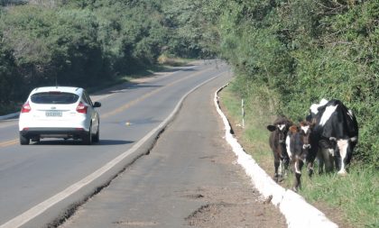 Animais apreendidos pela Prefeitura são doados a ONG